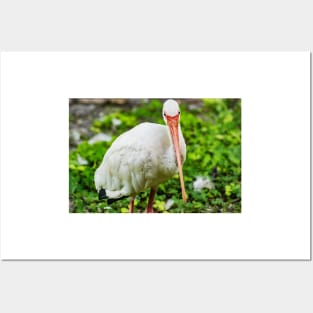 The King American white ibis Posters and Art